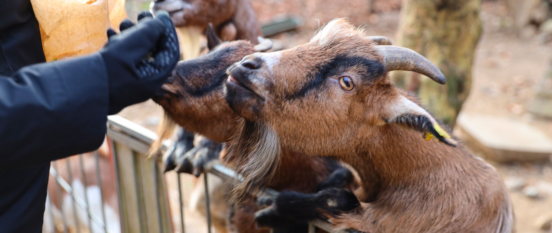 Attività con animali