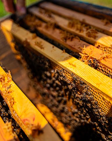 Alla scoperta delle api di Oreste visita all’apiario con degustazione