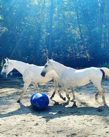 Centro Equestre Horses Club & The Pony House