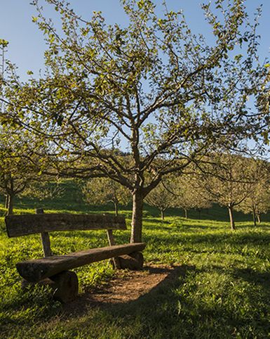 Il Parco del Castagno tra torri e chiese medievali