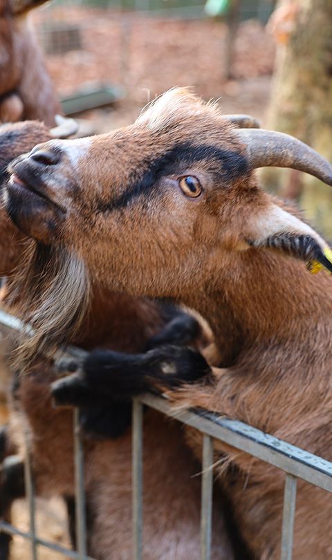 Attività con animali