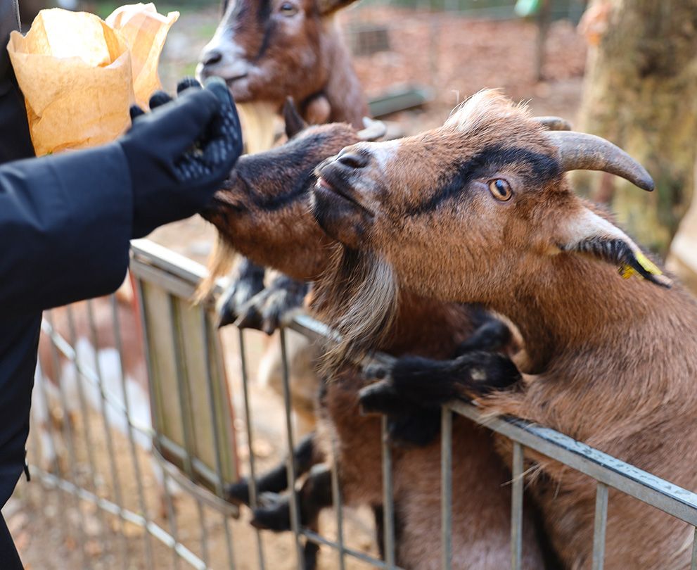 Attività con animali